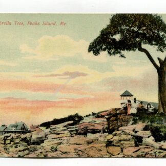 umbrella-tree-peaks-island-maine-379