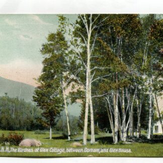birches-at-glen-cottage-between-gorham-and-glen-house-white-mts-new-hampshire-1027