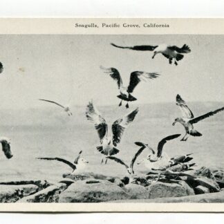seagulls-pacific-grove-california-913