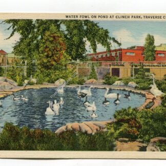 water-fowl-on-pond-at-clinch-park-traverse-city-michigan-951