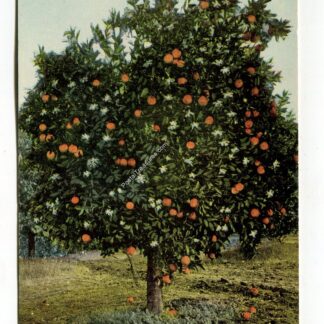 Naval Orange Tree