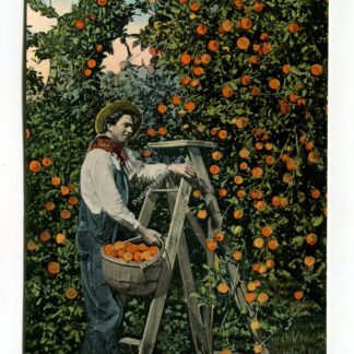 An Orange Grove Florida