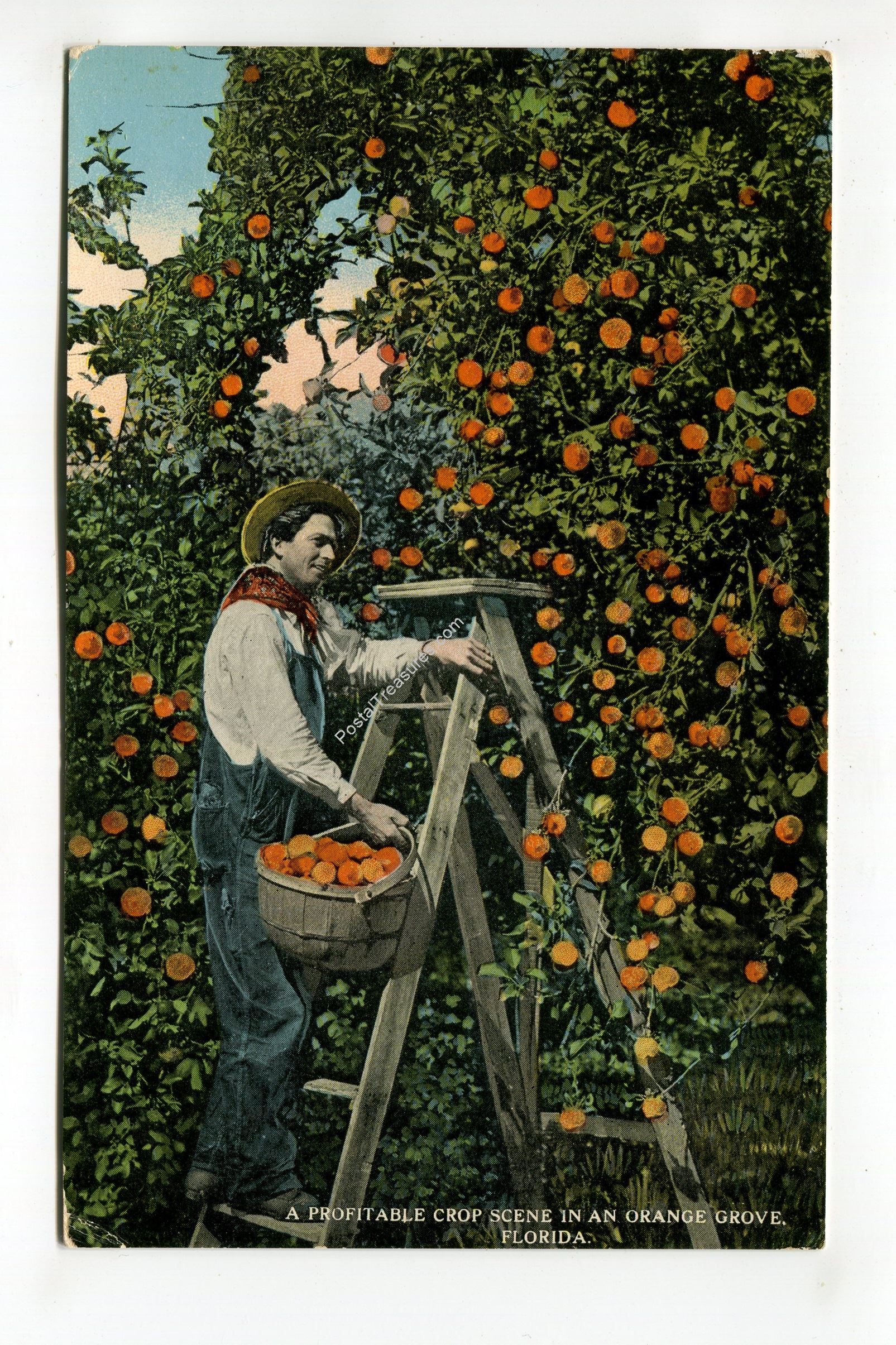 An Orange Grove Florida