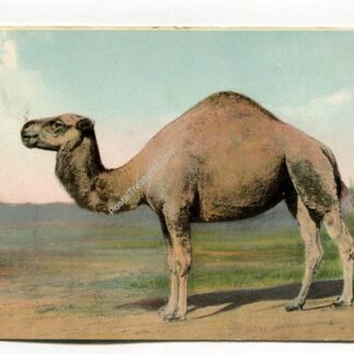 camel-1081