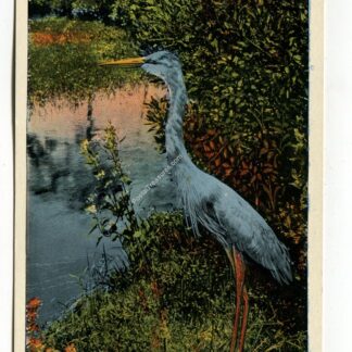great-blue-heron-near-miami-florida-1232