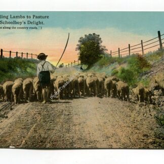 herding-lambs-to-pastures-is-the-schoolboy-s-delight-1084