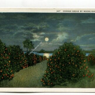 orange-grove-by-moonlight-florida-1281