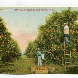 orange-picking-sanford-florida-1149