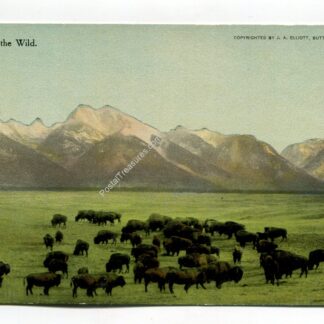 passing-of-the-wild-1104