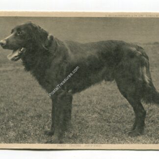 prize-dogs-red-irish-setter-1101