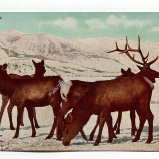 save-the-elk-1073