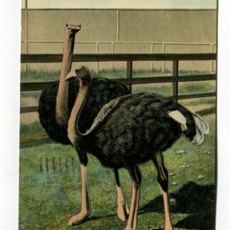 two-sweethearts-at-the-ostrich-farm-jacksonville-florida-1273