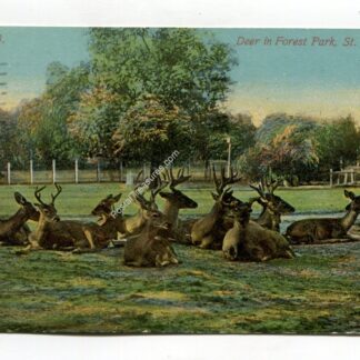 deer-in-forest-park-st-louis-missouri-1744