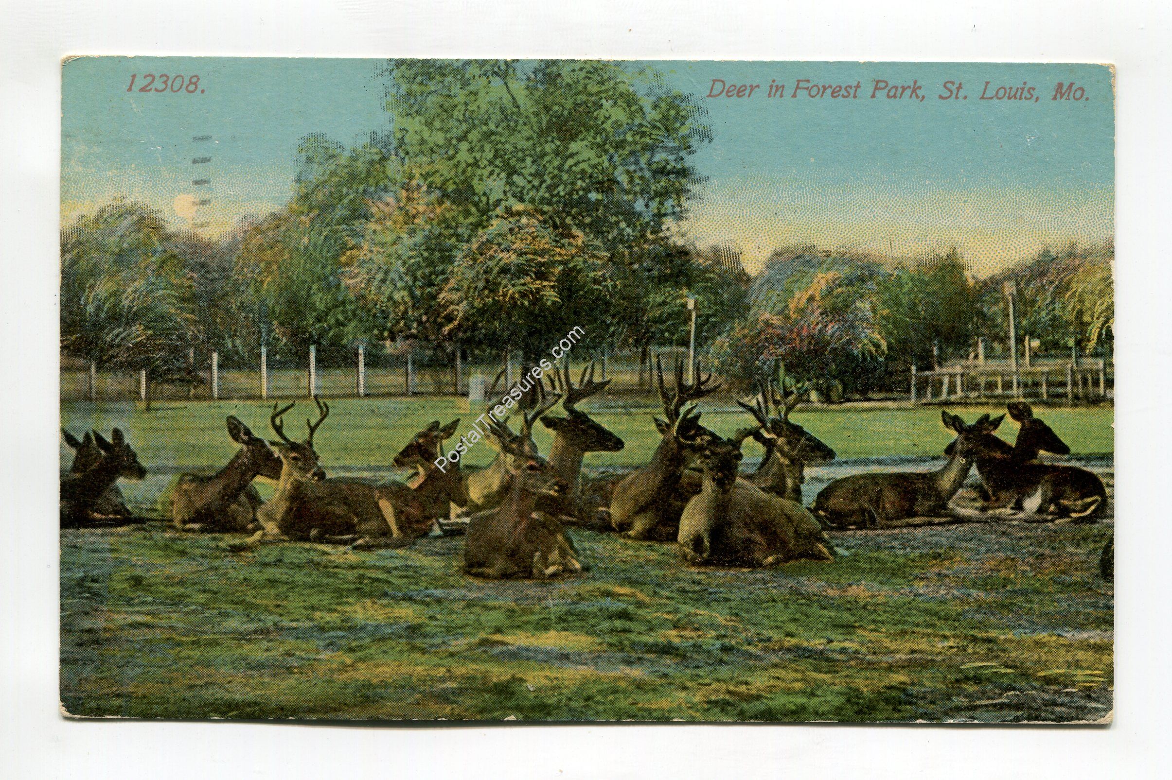 deer-in-forest-park-st-louis-missouri-1744