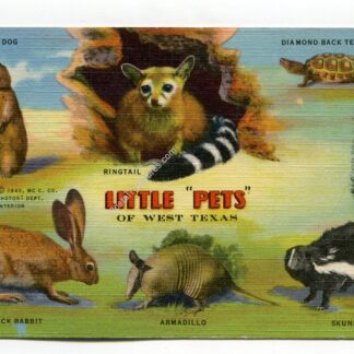 little-pets-of-west-texas-1395