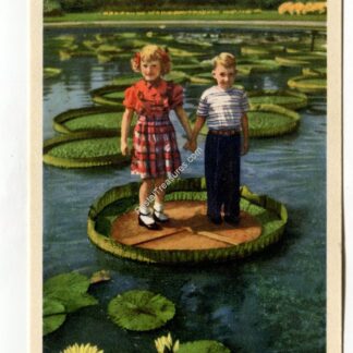 missouri-botanical-garden-giant-water-lilies-st-louis-missouri-1644