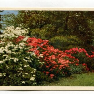 missouri-botanical-garden-hardy-azaleas-st-louis-missouri-1636