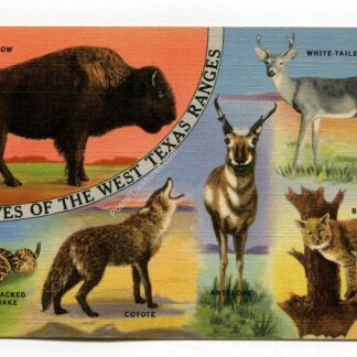 natives-of-the-west-texas-ranges-1387