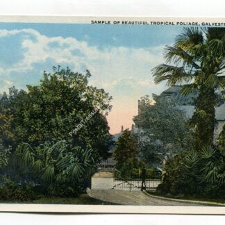 sample-of-beautiful-tropical-foliage-galveston-texas-1399