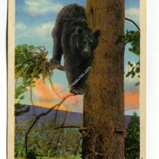 Black Bear Yellowstone