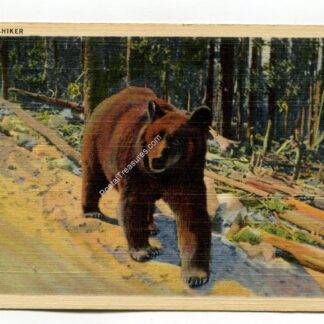 A Hitch Hiker Bear
