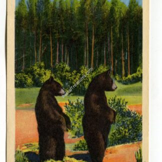 twin-cub-bears-yellowstone-national-park-1760