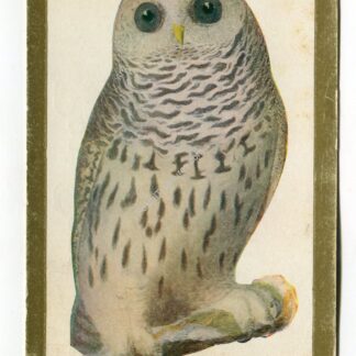 A Wise Old Owl