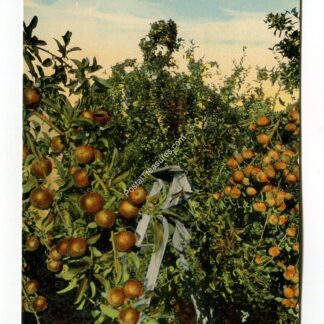 Apple Tree Hood River Oregon