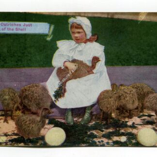 Baby Ostriches out of shell