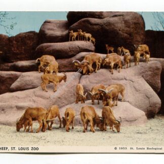 Barbary Sheep St Louis Zoo