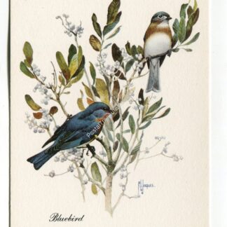 bluebird-1967