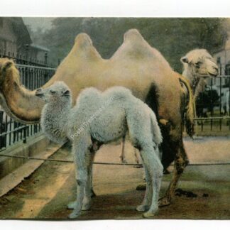 camels-father-mother-and-baby-central-park-zoo-ny-city-1972
