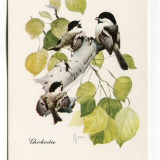 chickadee-1966