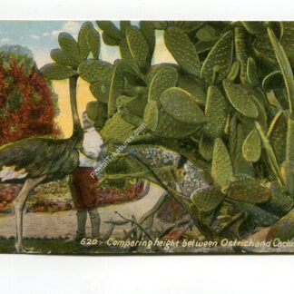 comparing-height-between-ostrich-and-cactus-1968