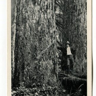 douglas-fir-in-northwest-forest-1992