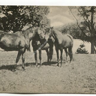 three-graces-of-swan-island-1970
