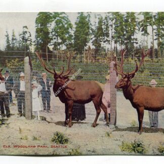 elk-woodland-park-seattle-2097