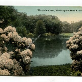 rhododendron-washington-state-flower-2096