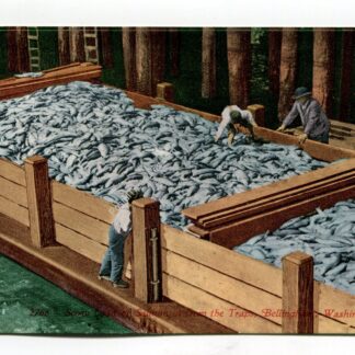 scow-load-of-salmon-in-from-the-traps-bellingham-washington-2078