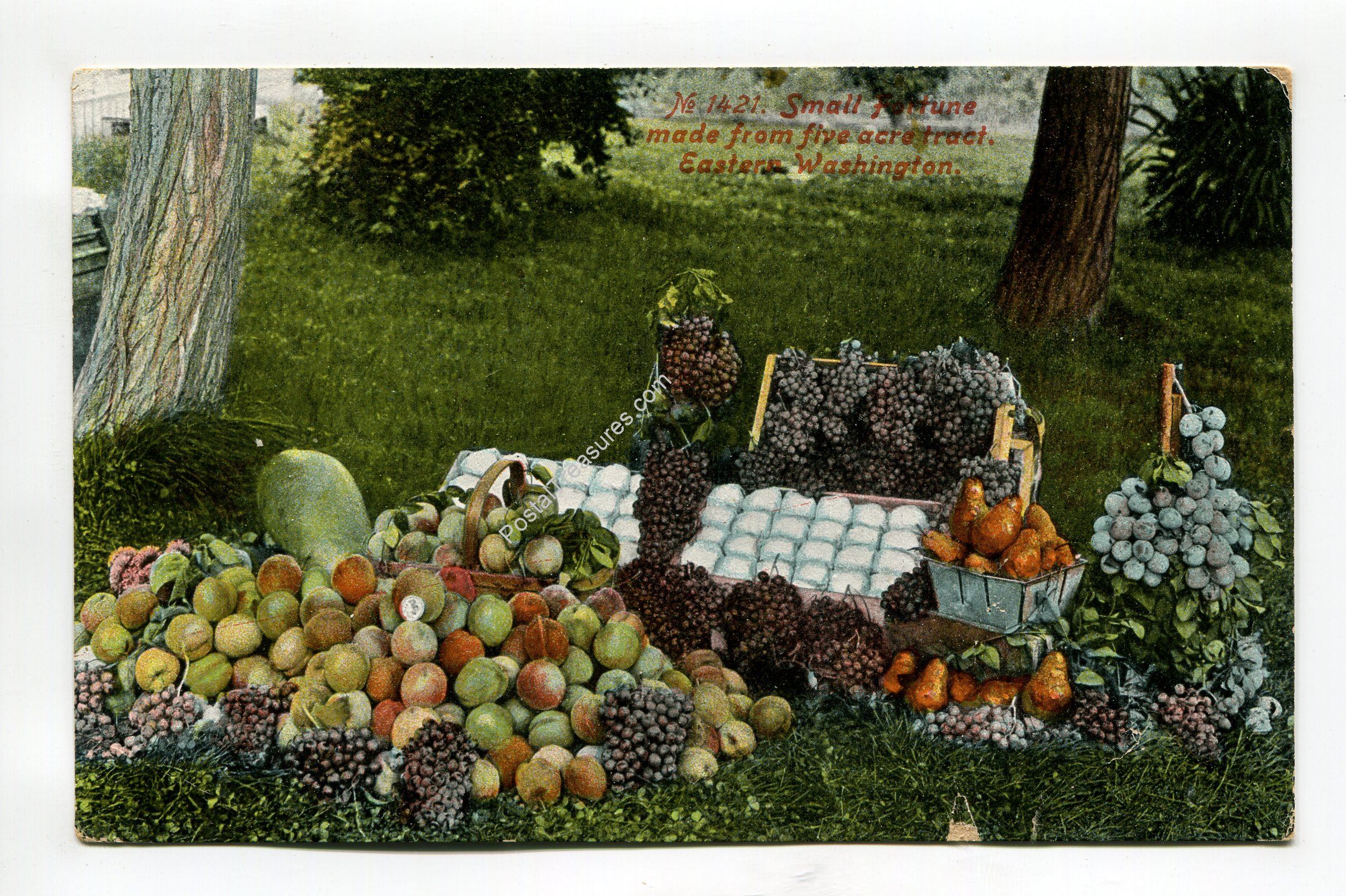 small-fortune-made-from-five-acres-tract-eastern-washington-2060