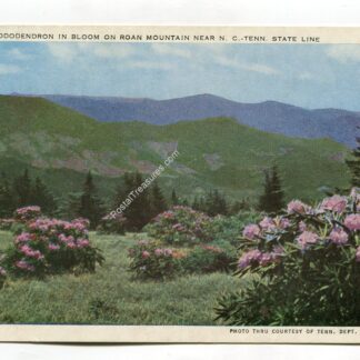 rhododendron-in-bloom-on-road-to-mountain-near-north-carolina-tennessee-state-line-2198