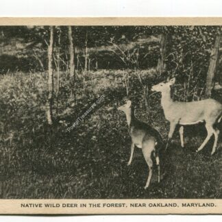 native-wild-deer-in-the-forest-near-oakland-maryland-2474