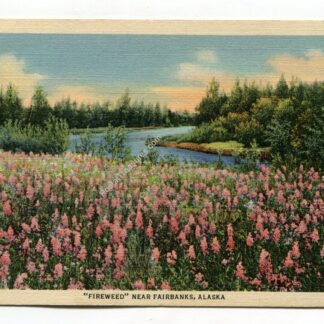 fireweed-near-fairbanks-alaska-2609