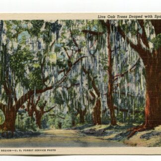live-oak-trees-draped-with-spanish-moss-2622