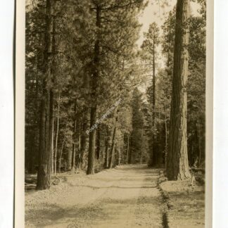 through-the-pines-near-vt-ranch-kaibab-forest-arizona-2715