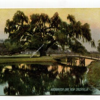 washington-oak-new-orleans-louisiana-2632