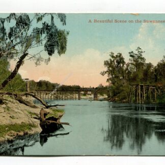Scene Suwannee River Florida