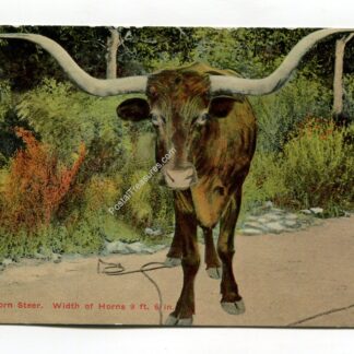 texas-longhorn-steer-width-of-horns-9-ft-6-in-2960