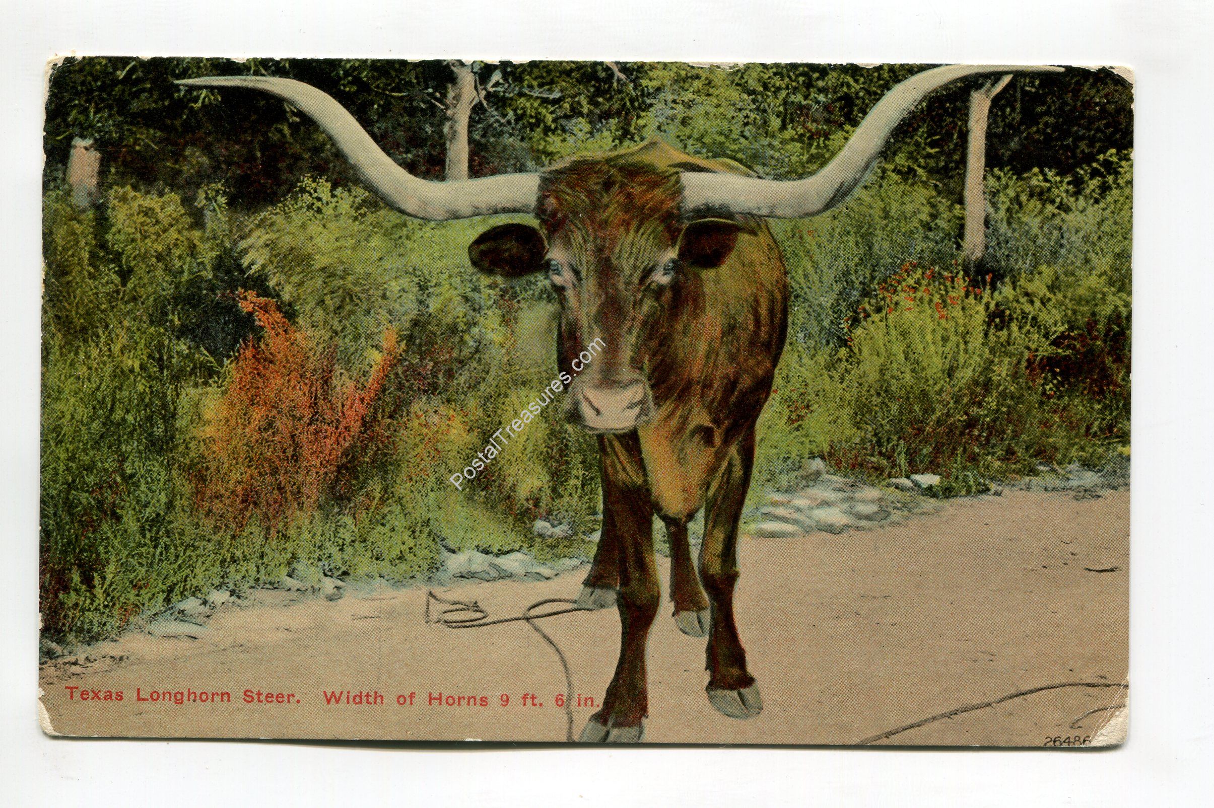 texas-longhorn-steer-width-of-horns-9-ft-6-in-2960