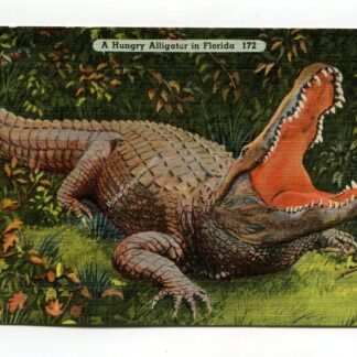 Hungry Alligator in Florida
